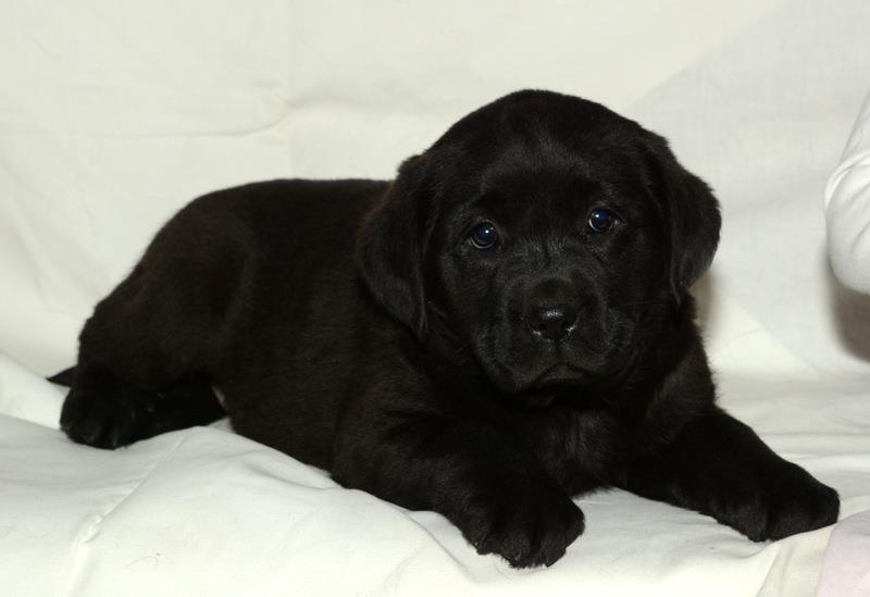 Labrador-retriver--stenci---