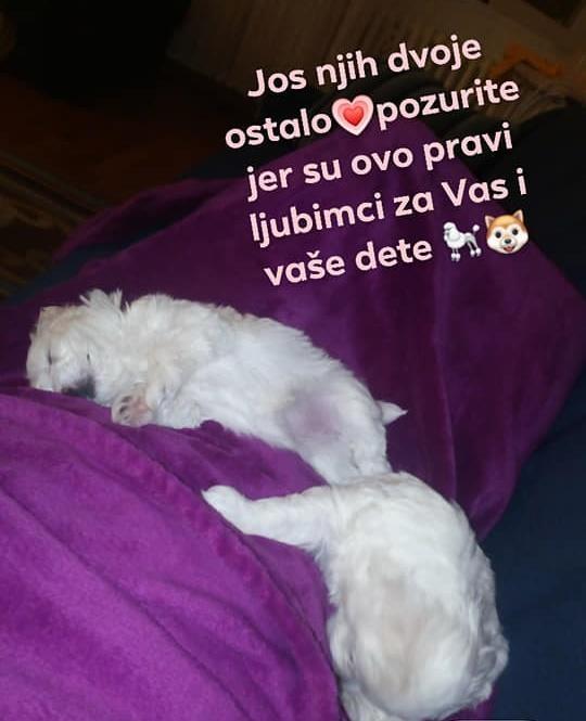 Maltezer