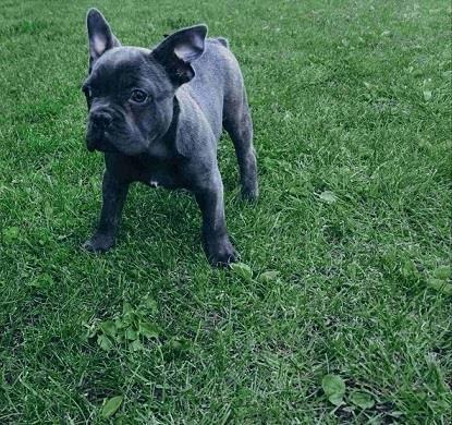 Francuski-buldog-plave-boje