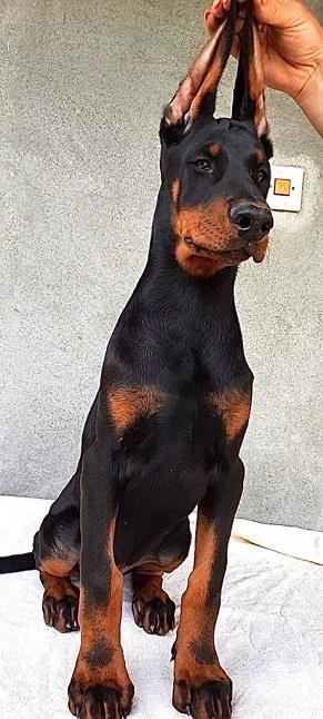 Doberman-stenci