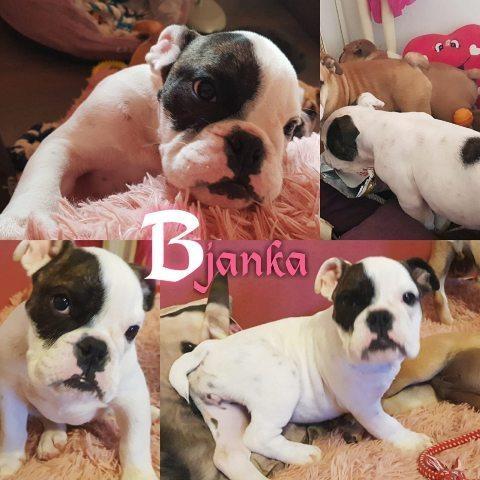 Engleski-buldog--štenci
