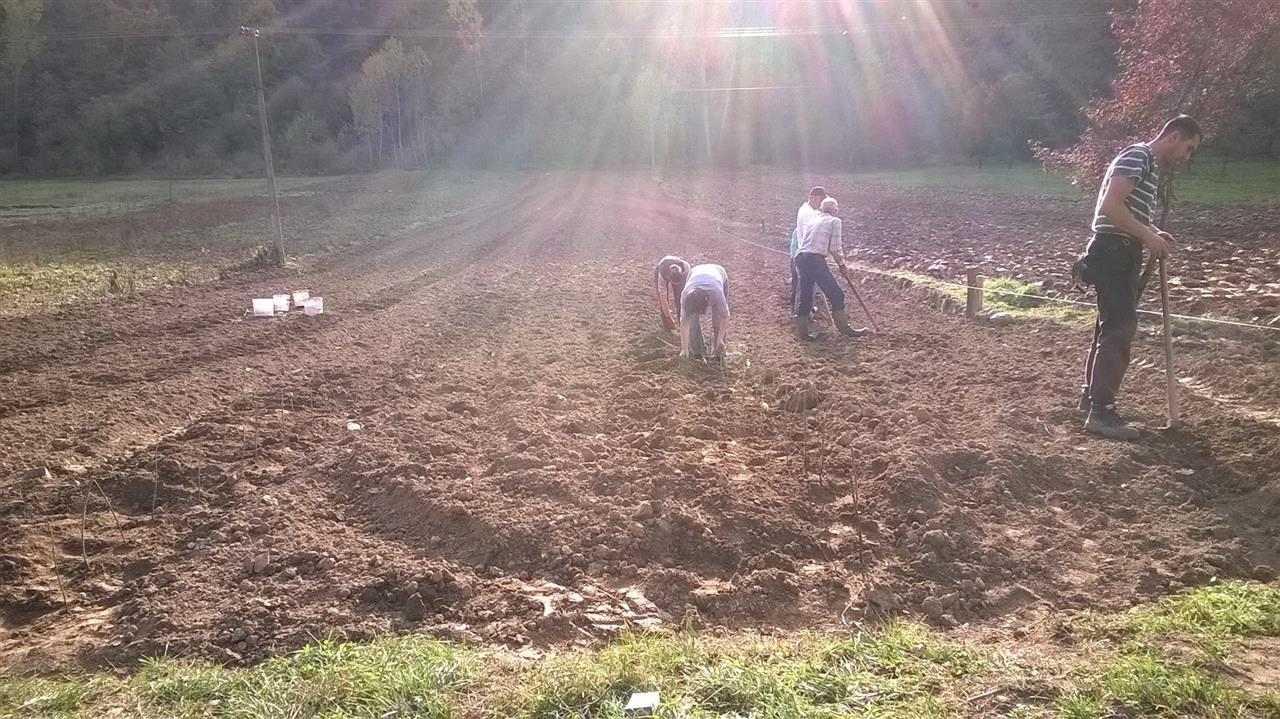 Medveđa