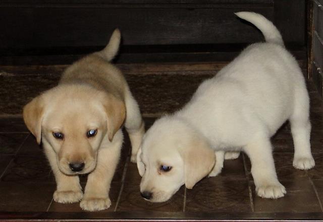 Labrador-retriver-stenad-bele-i-crne-boje-