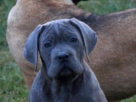 Stence-Cane-Corso-hitno