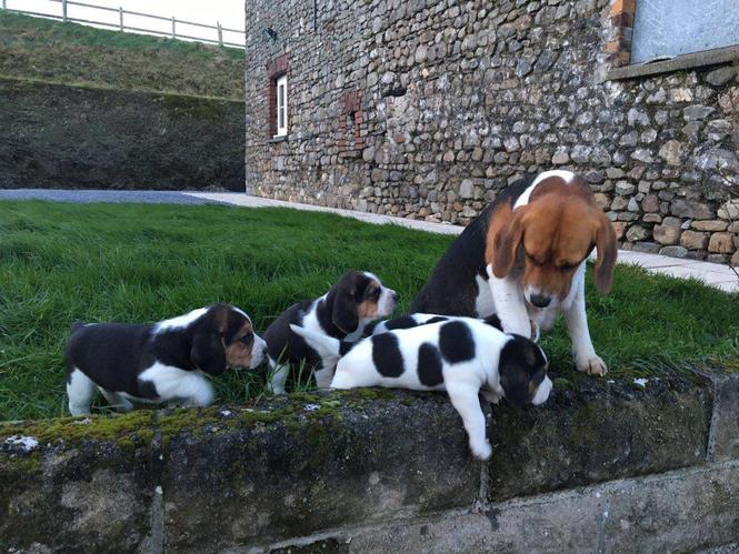 Beagle