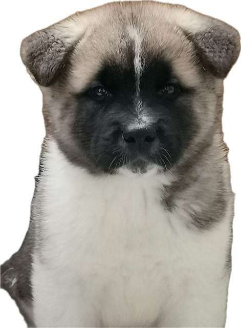 Američka-Akita-štenci