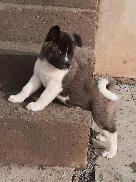 Američka-Akita--štenci