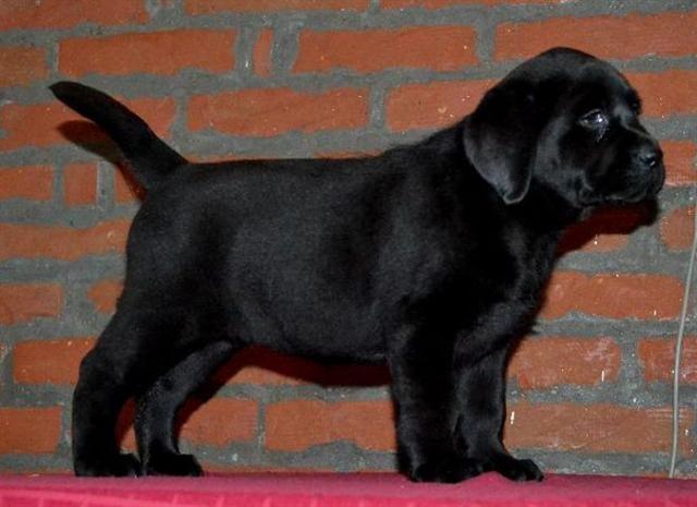 Labrador retriver stenci 