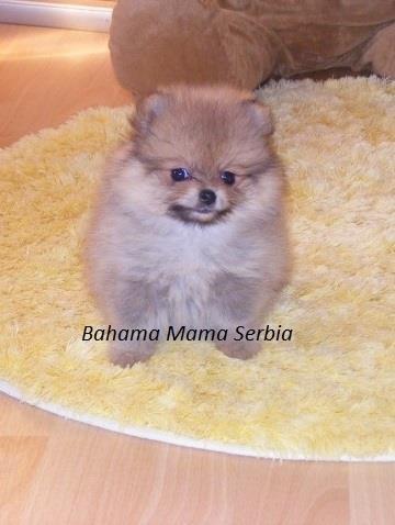 Pomeranski-špic-štenci
