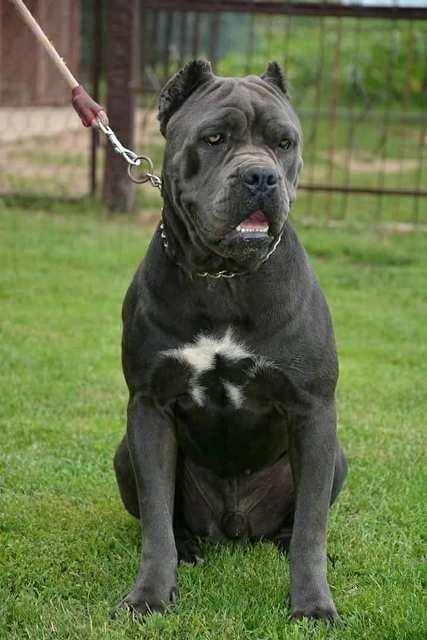 Cane-Corso--slobodan-za-parenje
