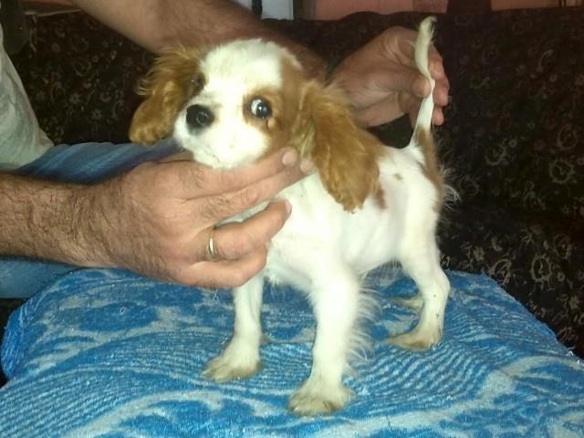 Cavalier-King-Charles-Spaniel-musko-stene
