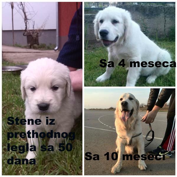 STENCI---ZLATNOG-RETRIVERA