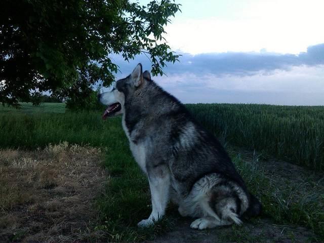 Stenci-Aljaskog-Malamuta