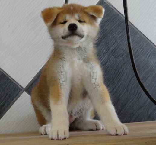 Akita-inu-prelepi-stenci