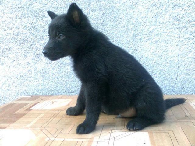 CRNI NEMACKI OVCAR