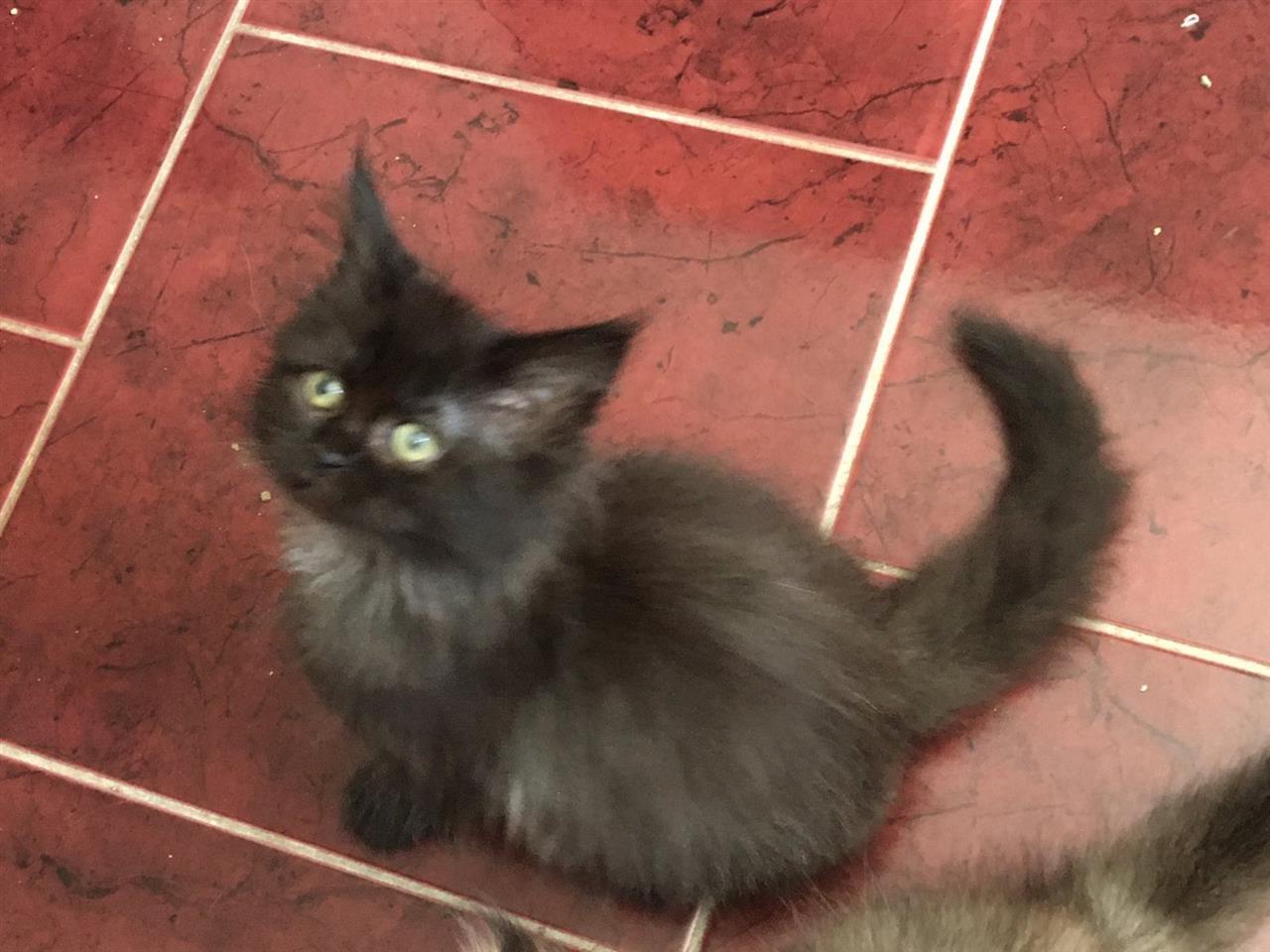 Mačići-Mejn-Kun
