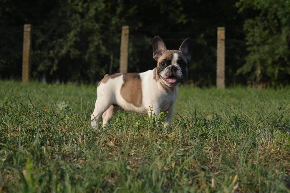 Francuski-buldog