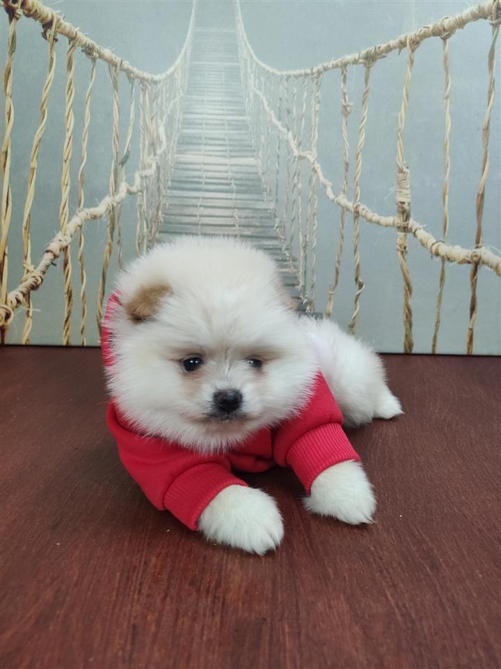 Pomeranci-boo-a