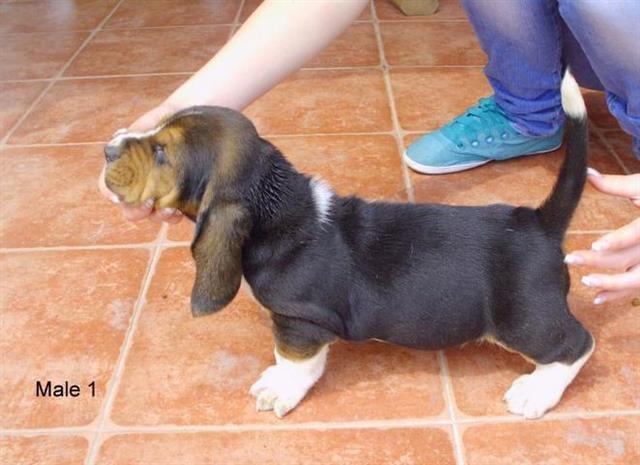 Basset-Hound---Baset-stenad