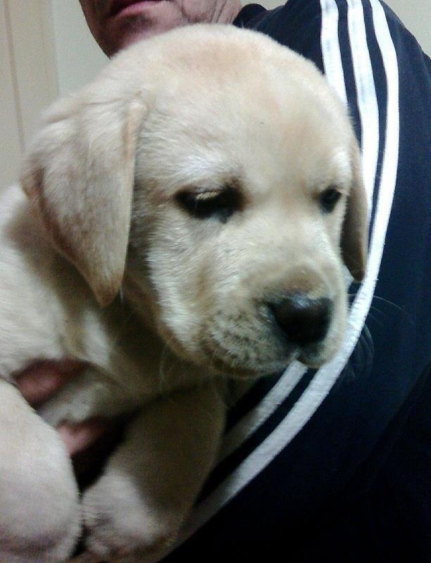 Labrador-Retriver