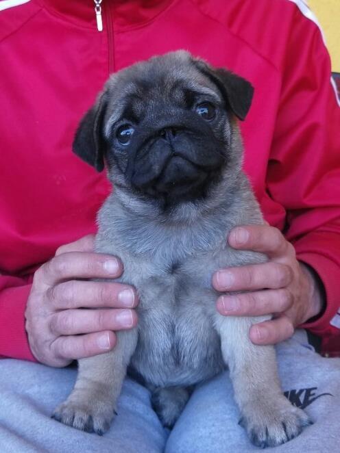 Mops-štenci-