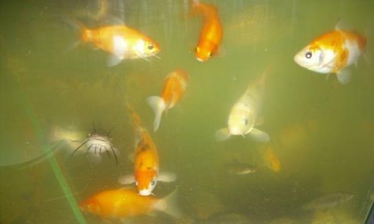 Koi kineski Saran