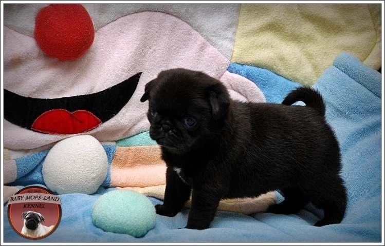 MOPS-stenci--Baby-Mops-Land-