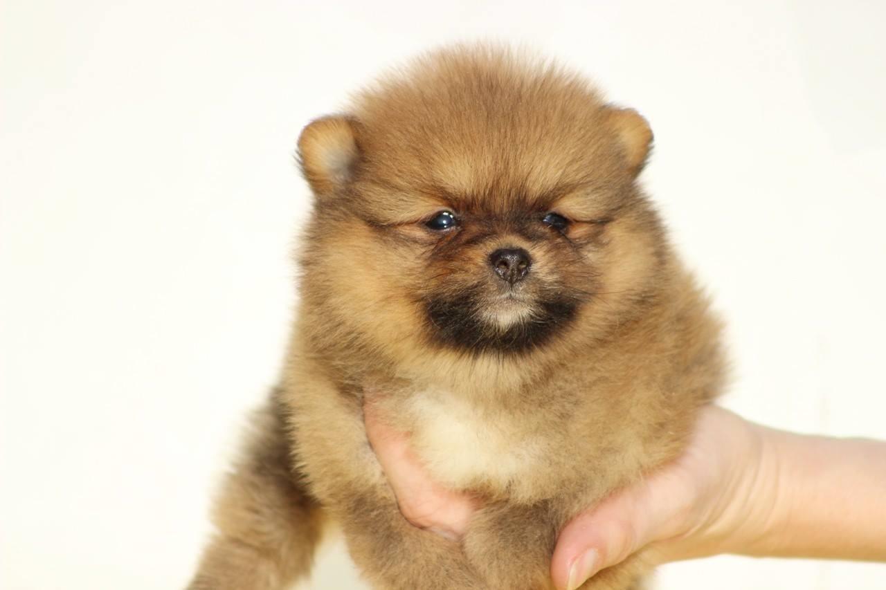 Pomeranski-spic-Boo-stenci