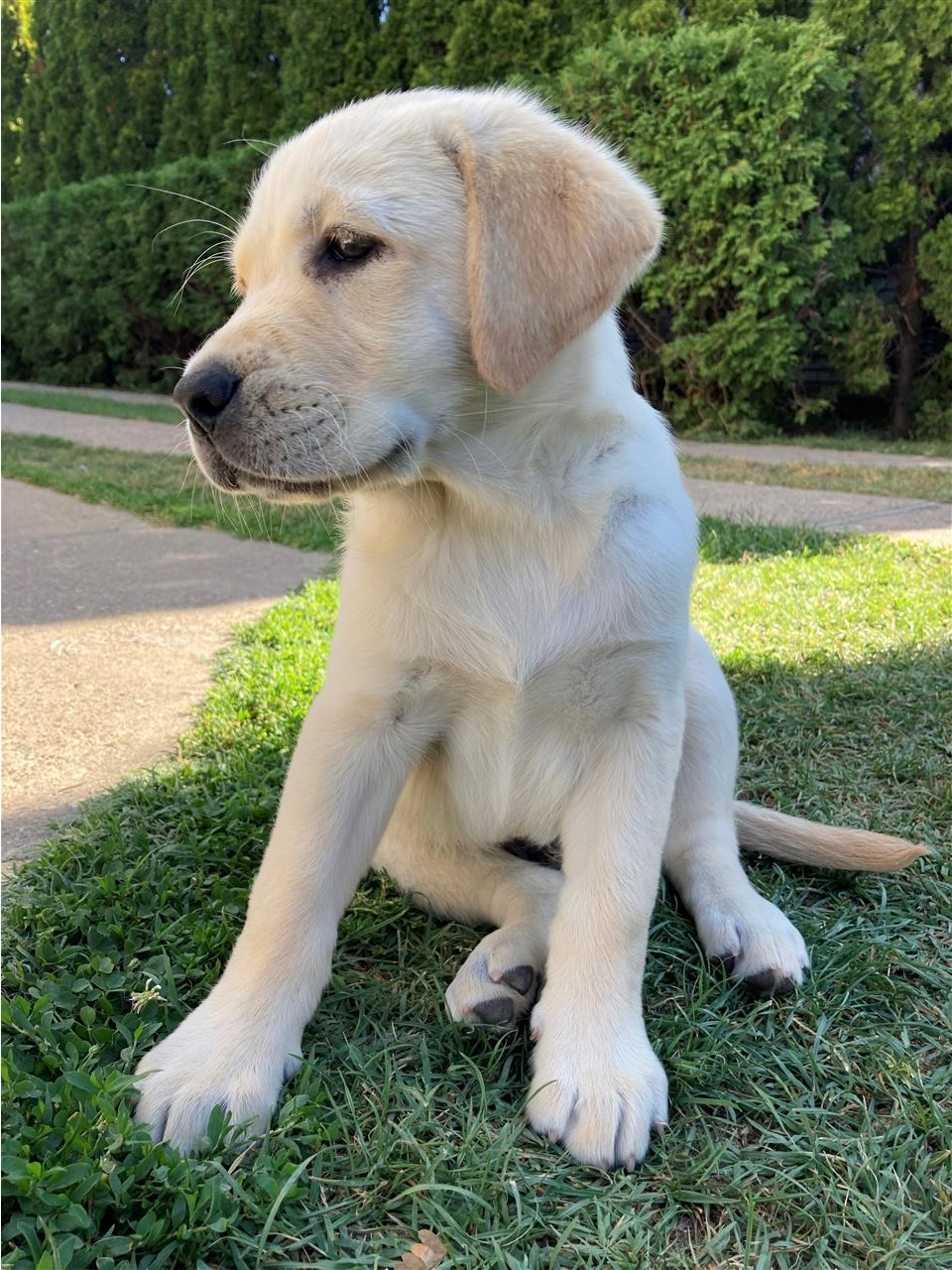 Labrador-retriver-stenci