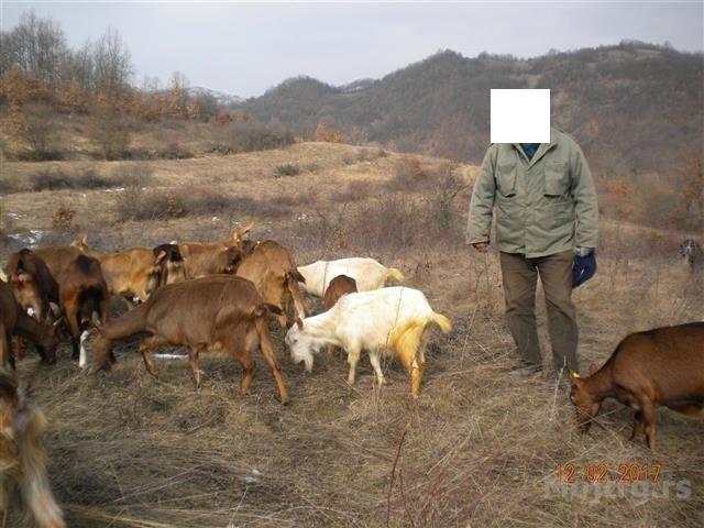 Stado koza