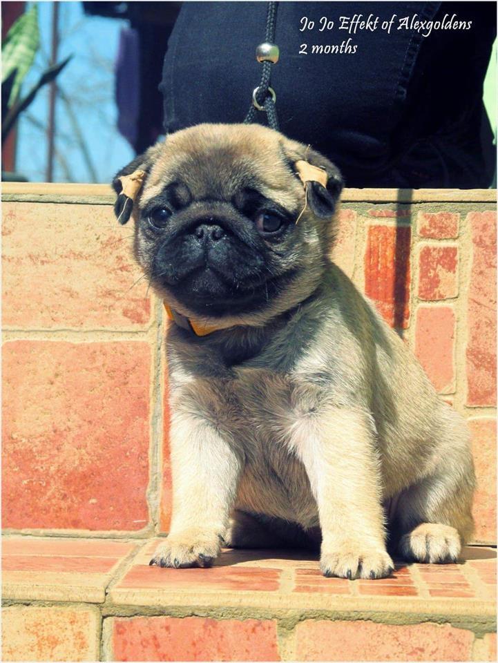 Mops-štenci