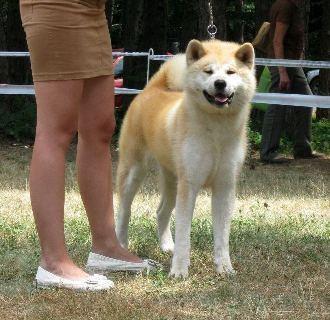 Akita-inu-stenci