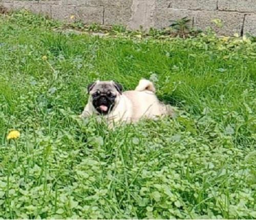 Mops