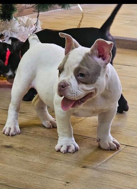 American-bully-micro-pocket