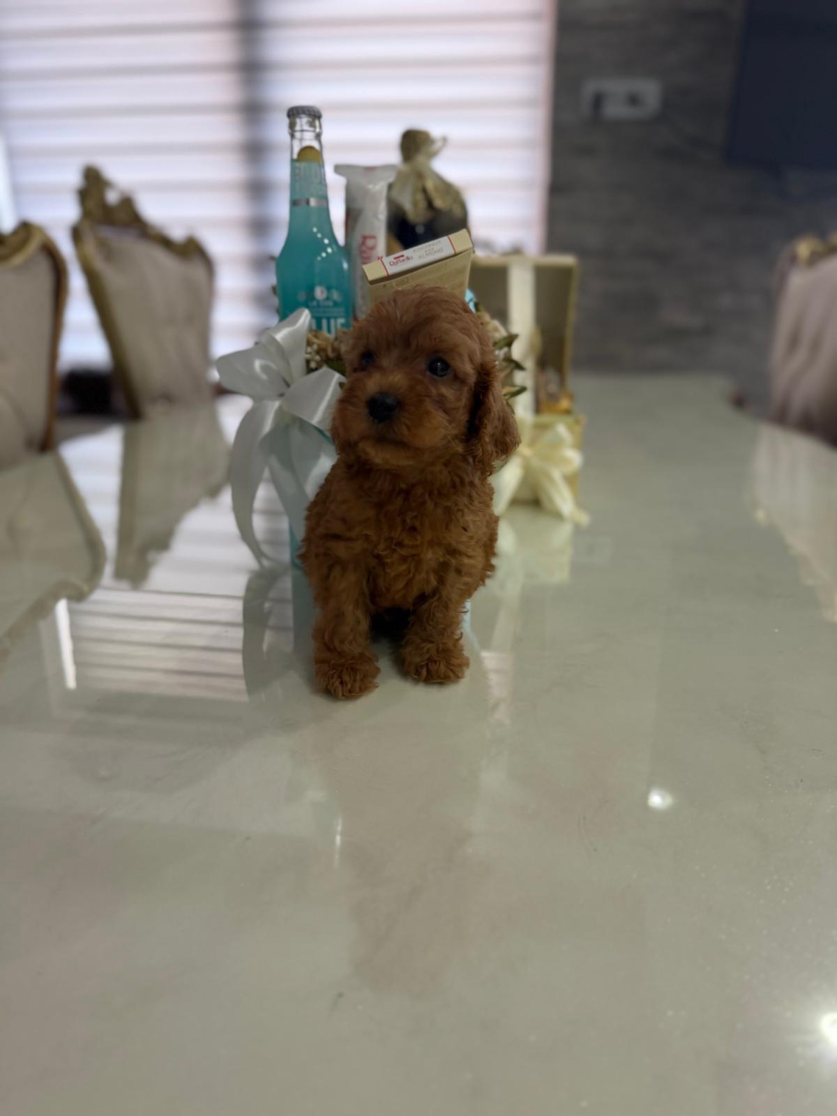Goldendoodle-prelepi-štenci