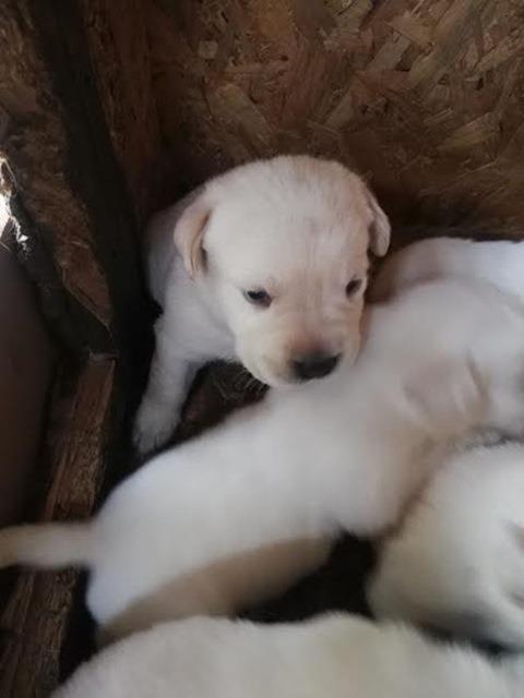 Labrador-retriver-stenci-