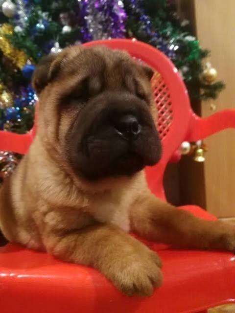 Sar-pej--Shar-pei--štenci