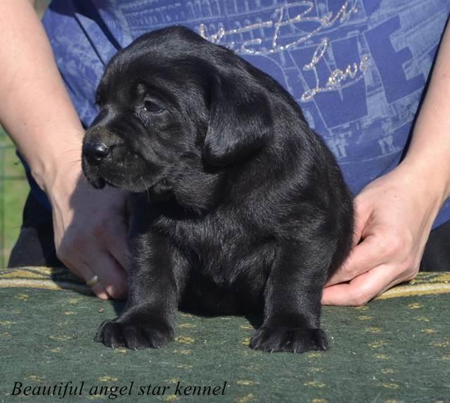 Stenci-labrador-retrivera-