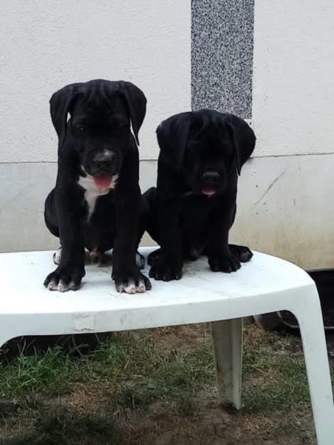 Cane-Corso-stenci