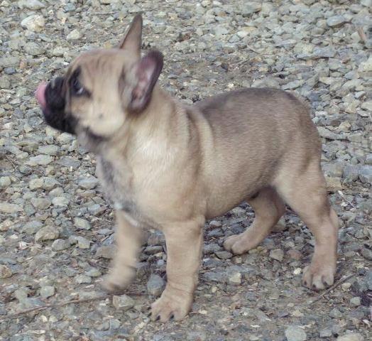 Francuski-Buldog--štenad-