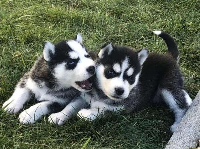 Sibirski haski i samojed stenci na prodaju 