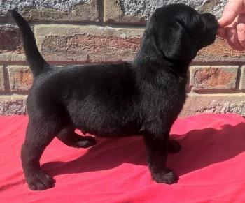 Labrador-retriver-stenci