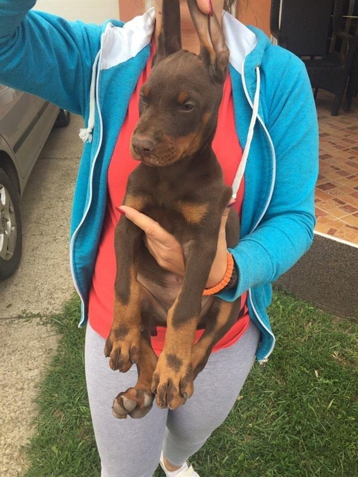 Doberman