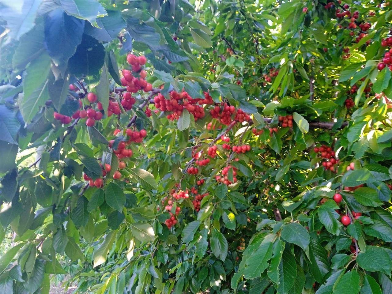Prodaja