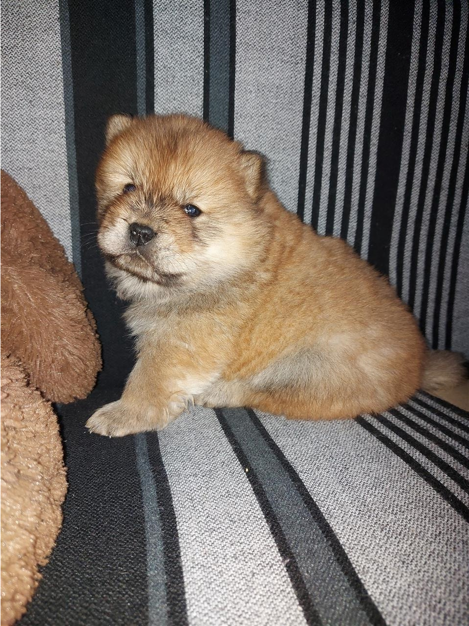 Chow-Chow-
