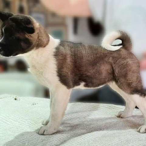 Američka Akita, štenci