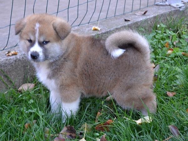 Akita-inu-stenad