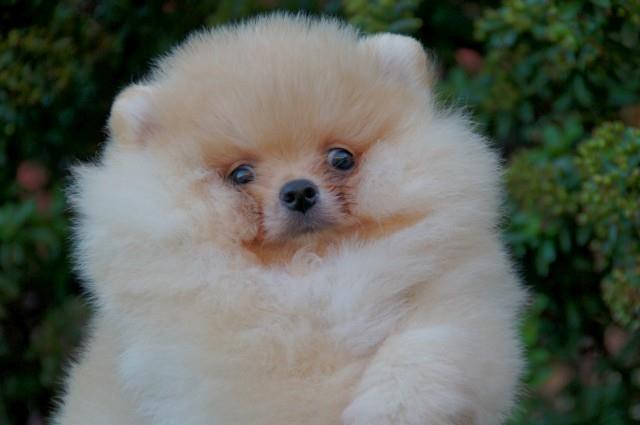 Pomeranski-špic---Boo-štenci