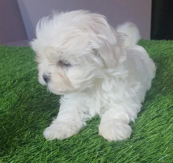 Maltezer-i-coton-de-tulear-štenci-na-prodaju
