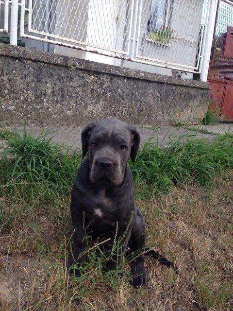 Cane-corso-stenci